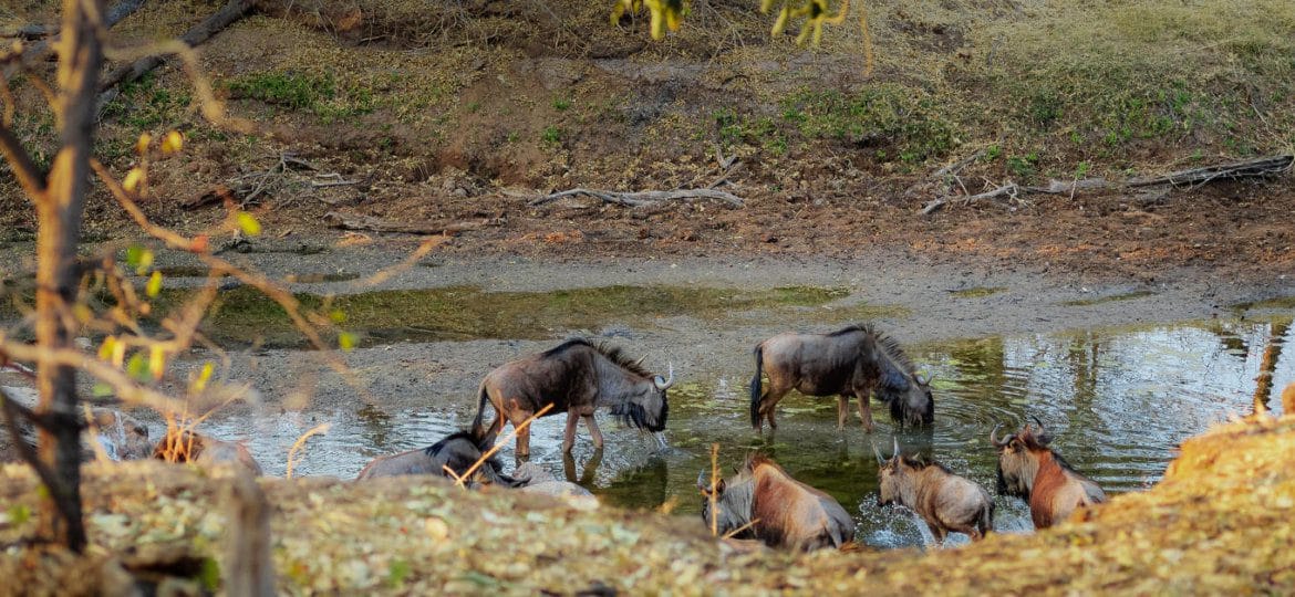 Wildebeest koro river wildlife 42945 1600 kr thegem blog default large 3